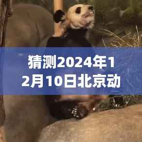 北京动物园丫丫的成长轨迹与学习变化，2024年实时监控展现自信闪耀动物园角落的旅程