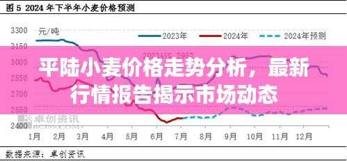 平陆小麦价格走势分析,最新行情报告揭示市场动态