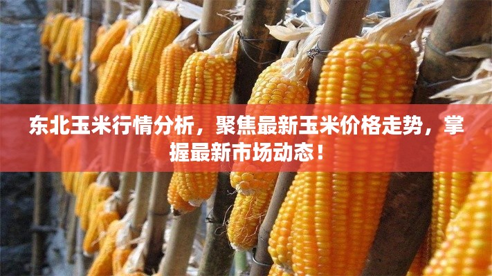 东北玉米行情分析,聚焦最新玉米价格走势,掌握最新市场动态!