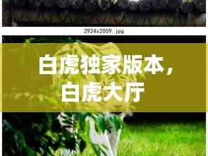 白虎独家版本,白虎大厅