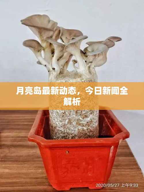 月亮岛最新动态,今日新闻全解析