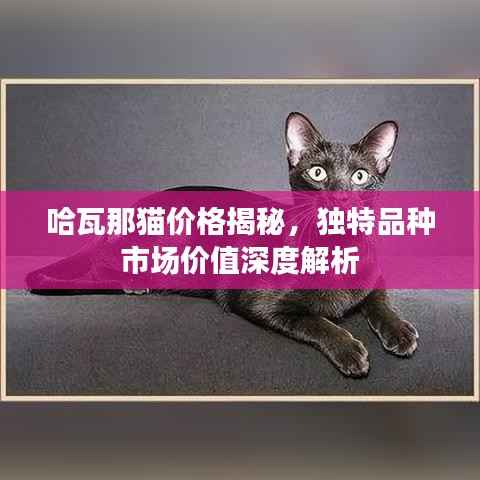 哈瓦那猫价格揭秘,独特品种市场价值深度解析