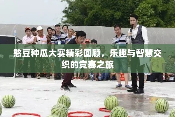 憨豆种瓜大赛精彩回顾,乐趣与智慧交织的竞赛之旅